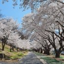 수피아민박