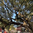 K.갤러리PC | 일본 후쿠오카 여행 코스 맛집 경비 추천 필수준비물 PC 캐리어 무게 후기