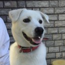 동물보육원 | 강아지입양 후기, 동물보육원에서 새 가족을 만난 이야기