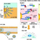 ■ 암세포 직접 뚫어서 파괴하는 나노머신 개발 이미지