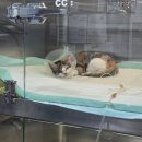 수동물메디컬센터 이미지