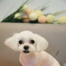 애견미용실 바비펫 이미지