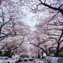 온천천일대11 | 부산 남천동벚꽃길 실시간 후기