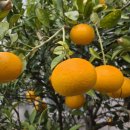 도립국악원 창극 배비장전 이미지