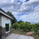 선흘에 머물다 | 새큼달큼 청귤이 익어가는 집, 선흘별채