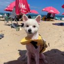 양양 발렌타인 애견펜션 이미지