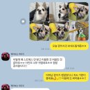 댕발란스 | [대구 믹스 미용] 진천동 애견미용 : 댕발란스