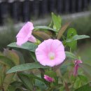 저지오름 이미지