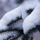 크리스마스 트리 이미지