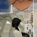 코타강쥐 이미지