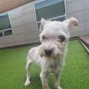 라인하트 애견호텔 유치원 이미지