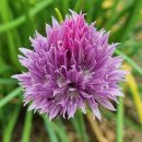 차이브(CHIVES)