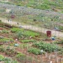 광명농장 이미지