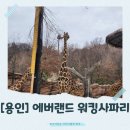 진도군보건소 | [용인]아이와 에버랜드 꿀팁! 로스트밸리 워킹사파리 체험 + 아이 놀이기구 BEST