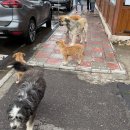 꼬리에 꼬리를 무는 문화유산 속 사람이야기 | 조지아에서 아르메니아 당일치기 (하그파트 수도원, 세반호수, 예레반, 현지투어가이드 후기)