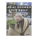 트립펫 | 강아지 유모차 리안펫 트립이지 아직안샀다면 꼭보세요
