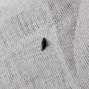 실이 그루밍 이미지