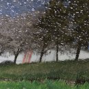 삼호본동경로당 이미지