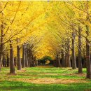 은행나무 이미지