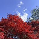 고창바지락칼국수 | 2025 고창 선운사 단풍여행 + 장어학교 장어구이 + 바지락칼국수까지!