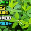 매듭풀-허약한 사람이 튼튼해진다-핏속의 기름기와 콜레스테롤을 제거해 피가 맑아지며, 몸속의 만성 염증을 없애고, 밤 눈이 밝아지는 약초 이미지