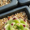 아이보리매직 이미지