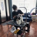 코리아애견 이미지