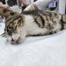 남양주 진건119안전센터 이미지