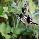 청산이야기 이미지