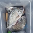 해성좌대 이미지