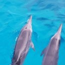 돌핀 이미지