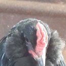 종만이농장 이미지