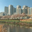 남천제방길 | 3월 부산 근교 벚꽃놀이 갈만한 곳 추천 BEST 5