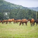 시선목장 이미지