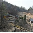 벽오사 이미지