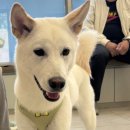 사송 동물 메디컬센터 이미지