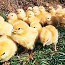 노란병아리 이미지