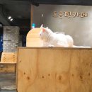 리치펫살롱 | [일상] 와글이 곰돌이컷 도전기 1탄 - 서울대입구역 도운펫카페
