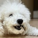 댕댕점빵 이미지