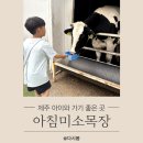 아이로제주 | 제주 아침미소목장 아이와 가기 좋은 곳이라 재방문한 후기