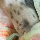 백슬동물병원 이미지