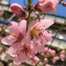 꺽쇠한우 이미지