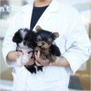 수원-1605 | 수원토이푸들분양 알아야할 사항과 체험 후기