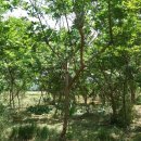 여주-0582 이미지