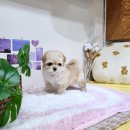 몽냥몽냥 강아지분양 고양이분양 송파점 이미지