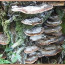 장수버섯(아카시아 재목 버섯) 이미지