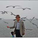 안산갈매기