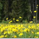 민들레1 이미지