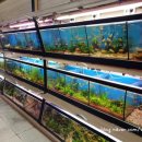 가성수족관 이미지