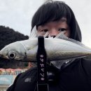 꽃의계절 | 바다낚시후기 봄 전갱이 꽃이 피는 계절이 되었습니다